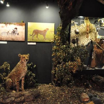 Vystava Afrika 2011 Napajedla12